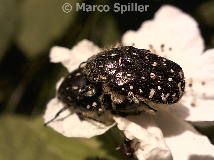Oxythyrea funesta in copula